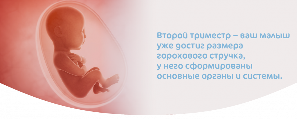 Размер ребенка на втором триместре